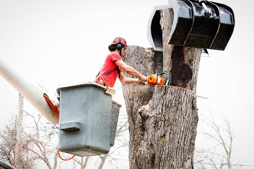 A professional tree remover using a chainsaw cutting branches while in an elevated bucket crane.