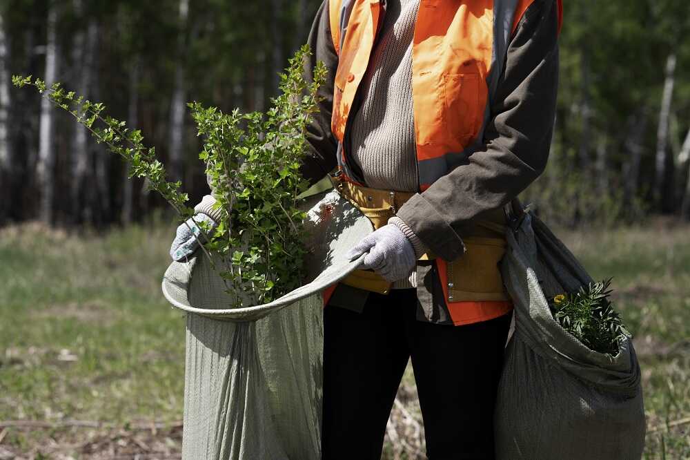 A person in a high-vis vest planting saplings for reforestation, with a forest in the background.