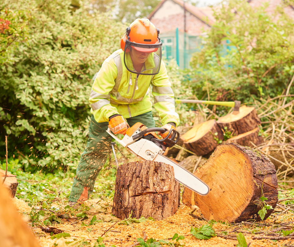 Worker cutting a tree stump with a chainsaw.