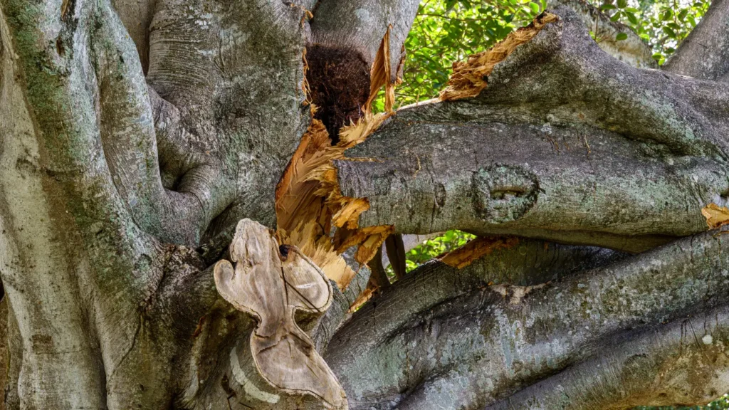 Close-up of a tree with a broken branch.