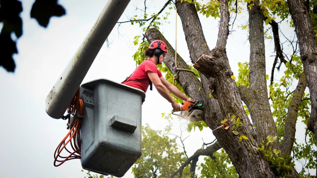 A tree care worker in a cherry picker trimming a tree with a chainsaw.